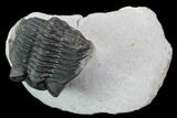 Bargain, Coltraneia Trilobite Fossil - Huge Faceted Eyes #92124-1